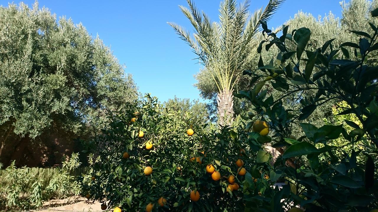 Les Trois Paons Bed & Breakfast Taroudant Eksteriør bilde